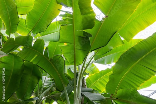 Banana Leaf cannopy lush green tropical background photo