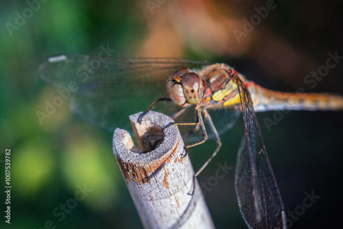 Ruddy Darter Dragonfly rests on a cane in a garden during the summer. Closeup macro photo.