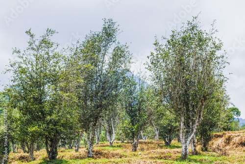 Tall tea trees at the foot of Mount Kamulyan, tea plantations in Pagilaran, Blado District, Batang Regency, Central Java photo