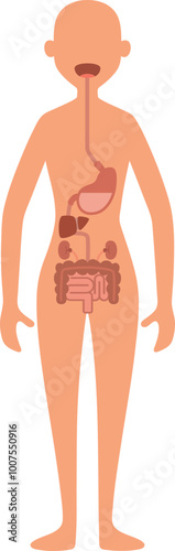 Digestive system in woman body. Gastrointestinal tract anatomy