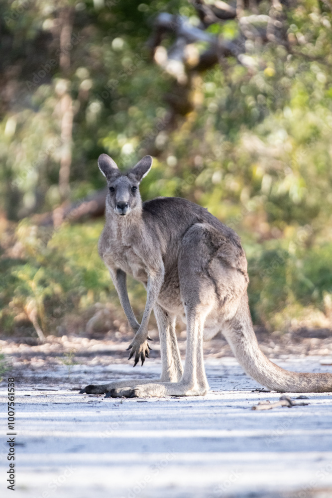 Kangaroo Standing in Natural Habitat with Lush Greenery Kangaroo Standing in Natural Habitat with Lush Greenery