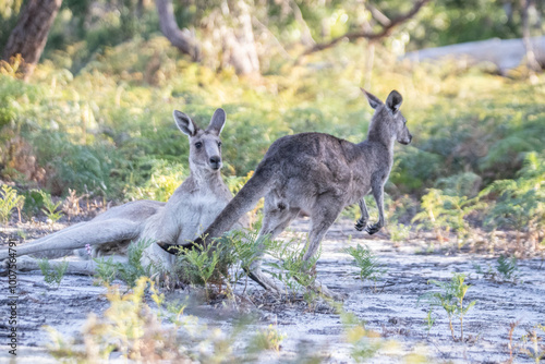 Two Kangaroos Relaxing and Playing in the Bushland