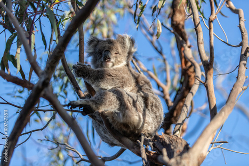 Koala Relaxing High Up in the Tree Canopy