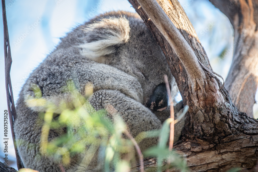 Obraz premium Koala Sleeping Peacefully in a Tree During Daytime