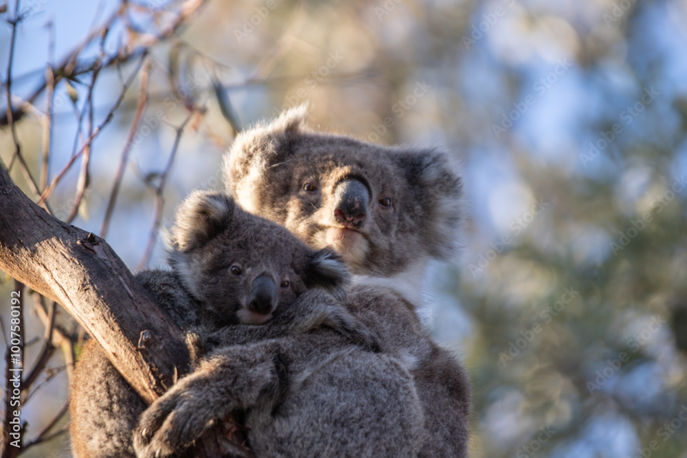 Fototapeta premium Mother and Baby Koala Hugging on a Tree Branch, Raymond Island, Australia