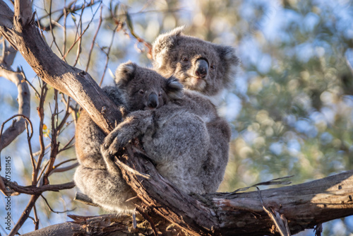 Photography Mother and Baby Koala Hugging on a Tree Branch, Raymond Island, Australia