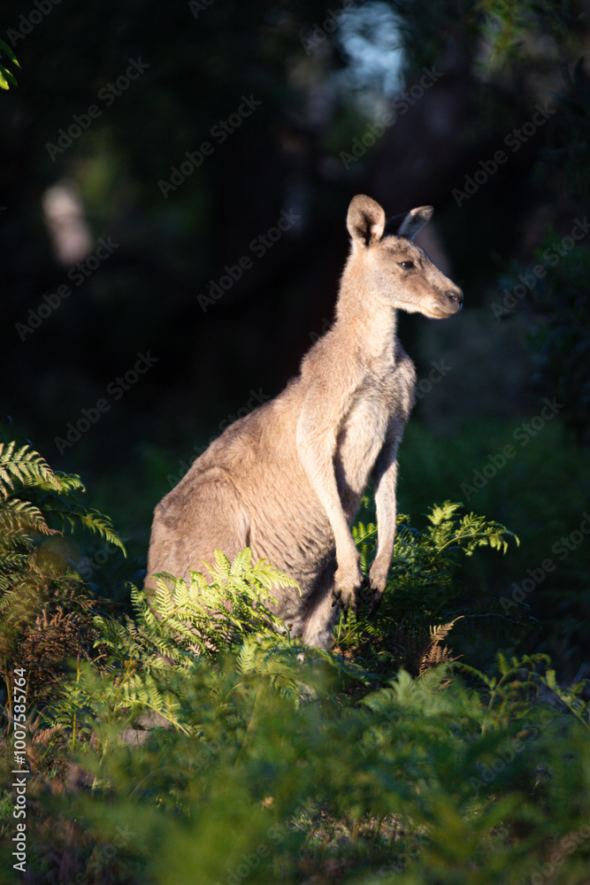 Kangaroo Standing Proudly Among Forest Ferns Kangaroo Standing Proudly Among Forest Ferns