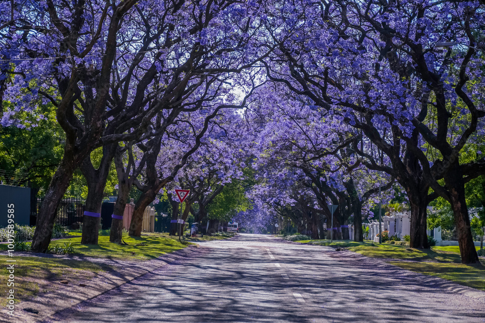 Fototapeta premium A picturesque street lined with vibrant purple jacaranda trees in full bloom in pretoria south africa