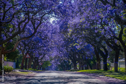 A picturesque street lined with vibrant purple jacaranda trees in full bloom in pretoria south africa