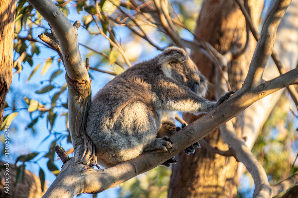 Naklejka premium Koala Resting Peacefully in a Eucalyptus Tree at Evening Time, Raymond Island, Australia