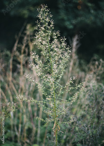 dry leaves