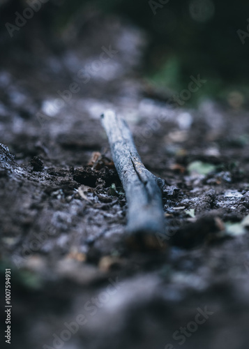 dry leaves