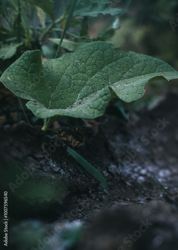 dry leaves