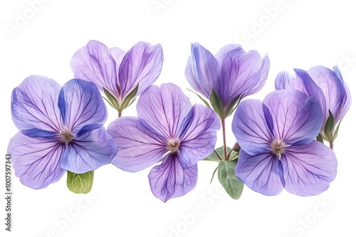 a group of purple flowers

