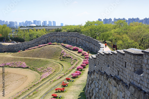 Suwon Hwaseong Fortress, Suwon-si, Gyeonggi-do, South Korea - April 26, 2020: Azaleas bloom along the walls photo