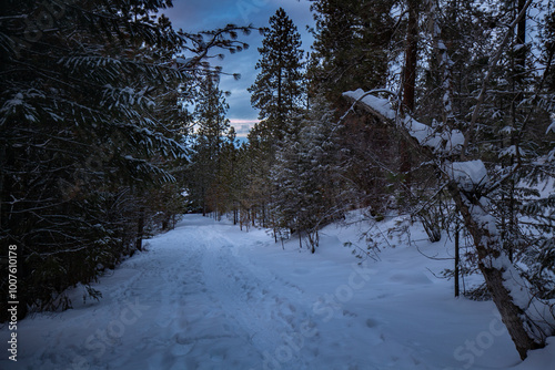 winter in the forest