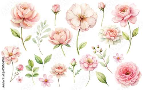 light pink watercolor flowers set isolated on white background