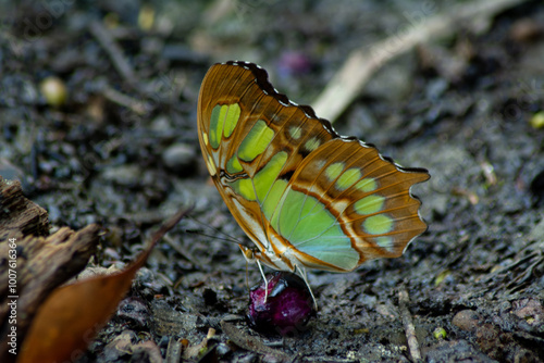 mariposas