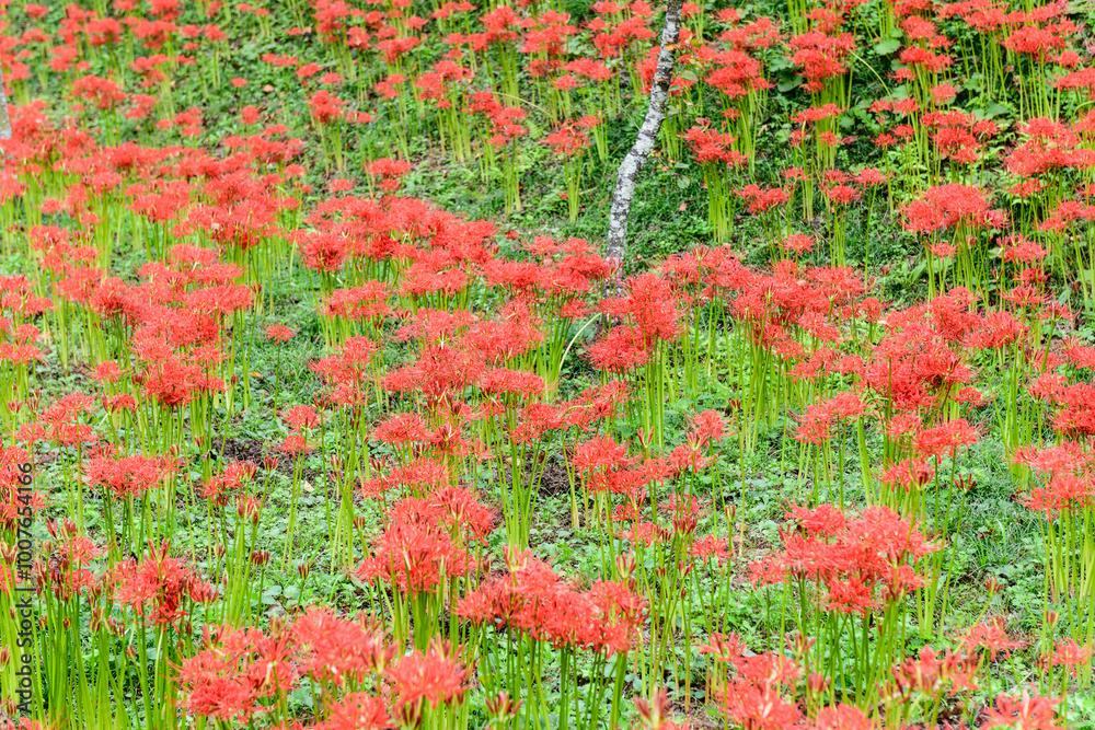秋 曼殊沙華 船岡城址公園
