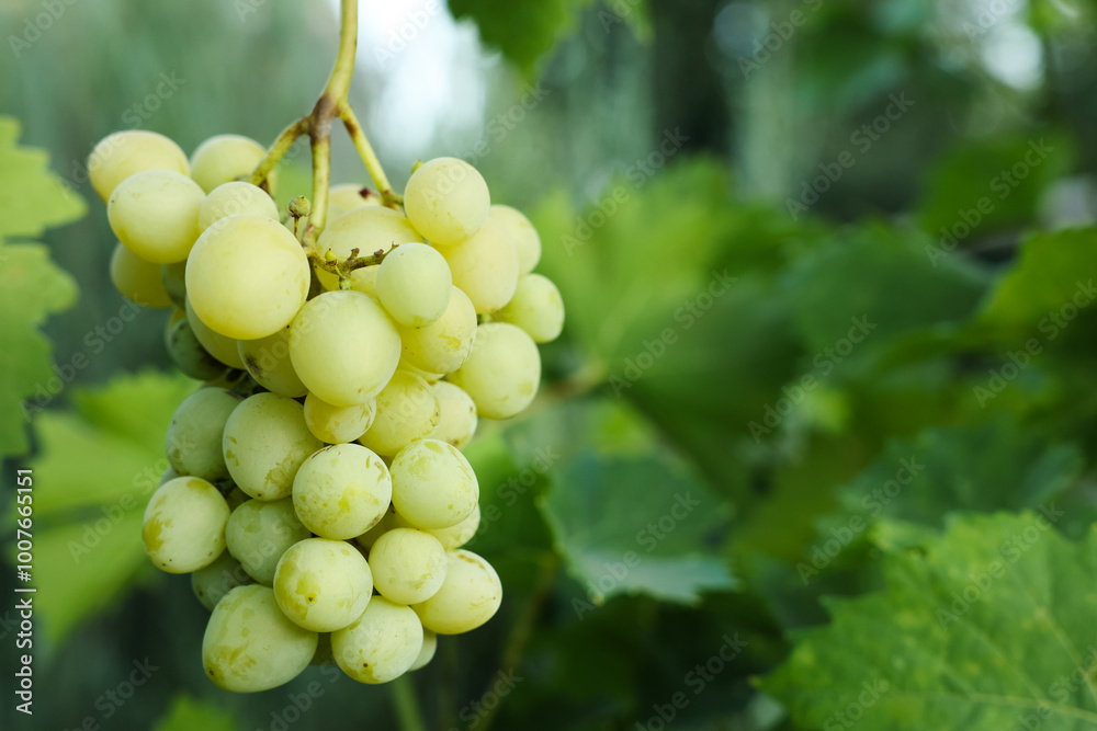 Delicious green grapes growing in vineyard, closeup. Space for text Delicious green grapes growing in vineyard, closeup. Space for text