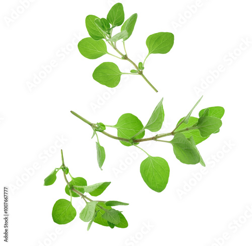 Wallpaper Mural Fresh oregano twigs in air on white background Torontodigital.ca
