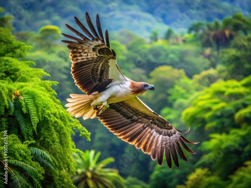 Majestic Philippine Eagle Soaring Above Lush Rainforest Canopy in Natural Habitat of Southeast Asia photo