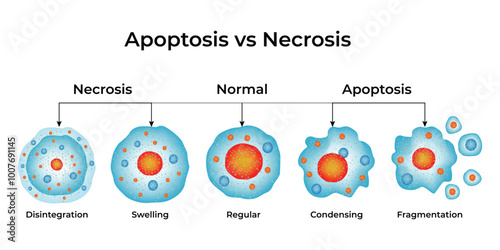 Apoptosis Science Design Vector Illustration