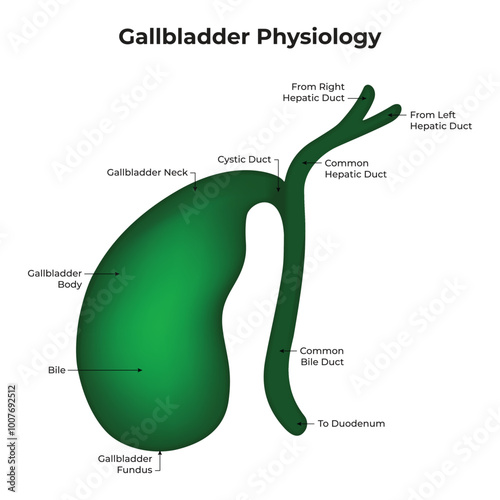 Gallbladder Physiology Bile Gallbladder Body Cystic Duct Common Hepatic Duct Duodenum  Science Vector Illustration