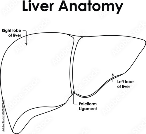 Healthy Liver Anatomy Right Lobe of Liver Left Lobe of Liver Falciform Ligament Vector Illustration