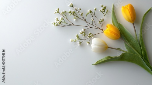 White and Yellow Tulips with Baby s Breath Flowers on White Background photo