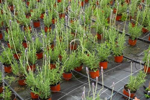 Image of lavender flowers growing in pots in sunny greenhouse photo