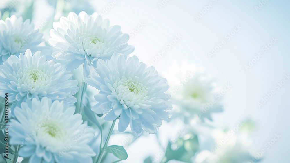 Fototapeta premium 白菊