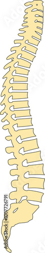 Human Backbone - Human Spine anatomy