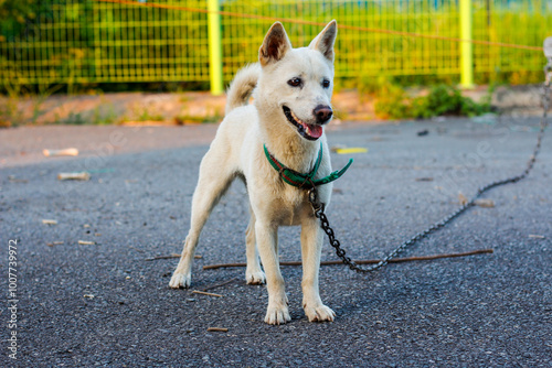 white dog on a chain in the yard