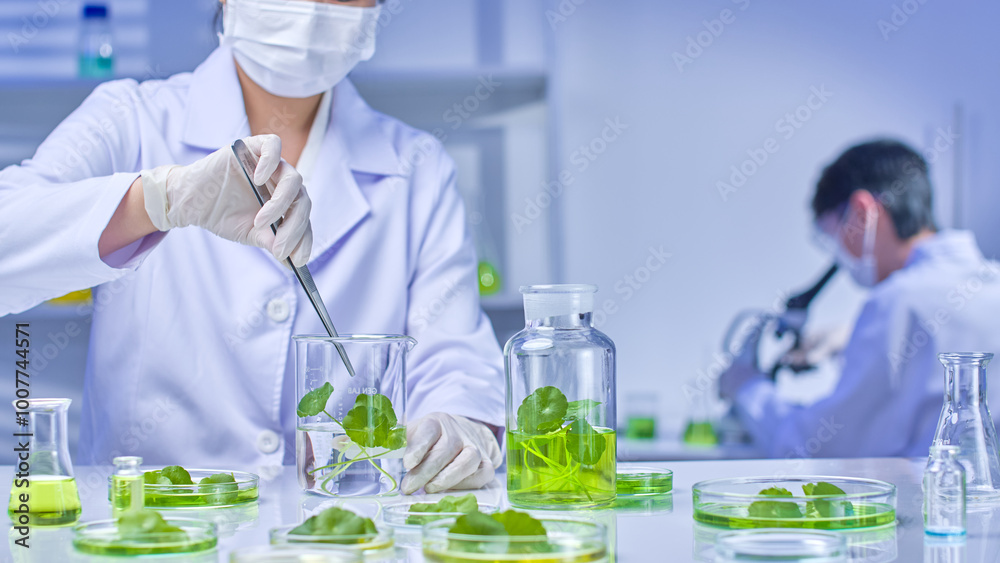 A scientist uses tweezers to pick pennywort from a beaker. In the background, another scientist looks through a microscope. The lab is filled with scientific equipment and pennywort samples. A scientist uses tweezers to pick pennywort from a beaker. In the background, another scientist looks through a microscope. The lab is filled with scientific equipment and pennywort samples.