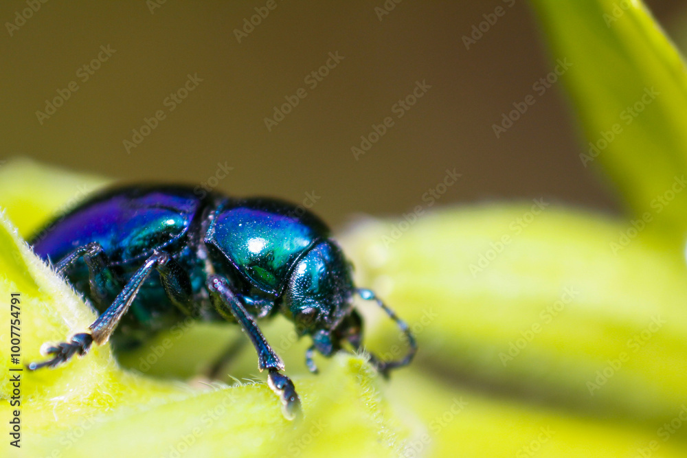 Naklejka premium close up of leaf beetle inhabiting on the leaves of wild plants. Altica beetle. Close-up Blue Milkweed Beetles (Chrysochus pulcher)