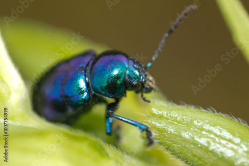 close up of leaf beetle inhabiting on the leaves of wild plants. Altica beetle. Close-up Blue Milkweed Beetles (Chrysochus pulcher) photo