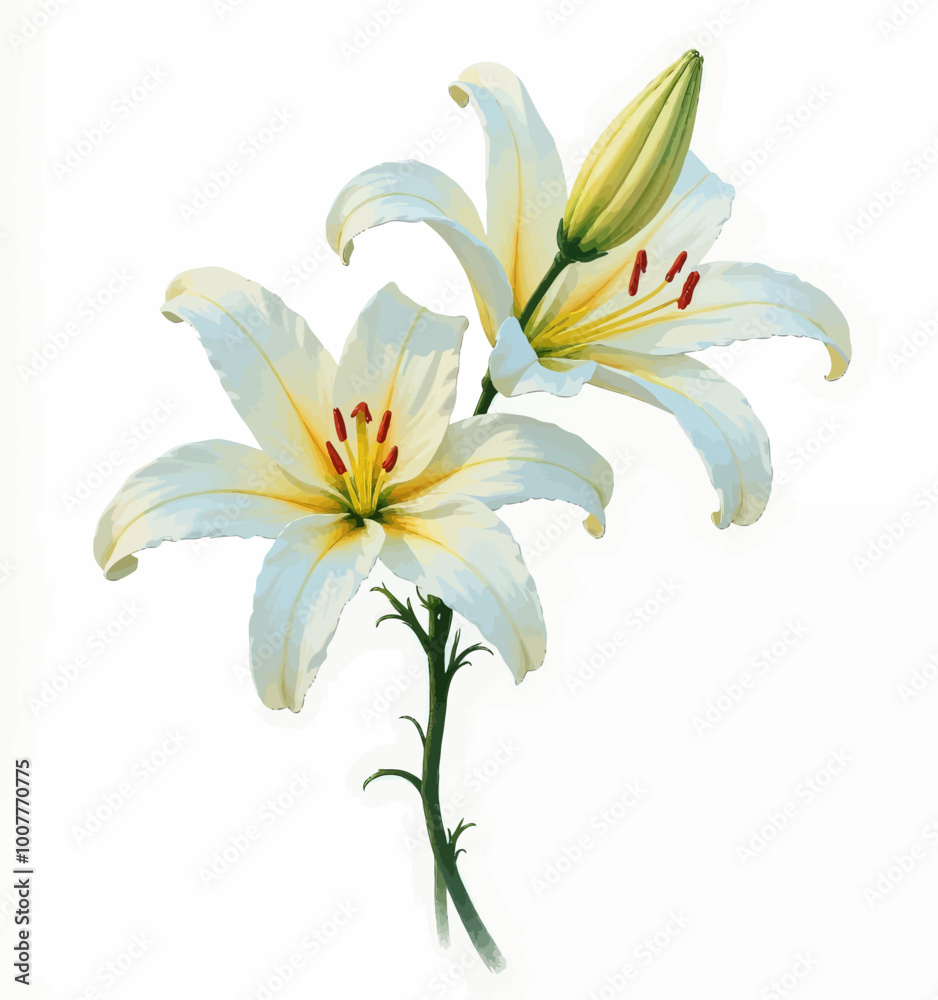 White Lilies with Bud
White Lilies with Bud