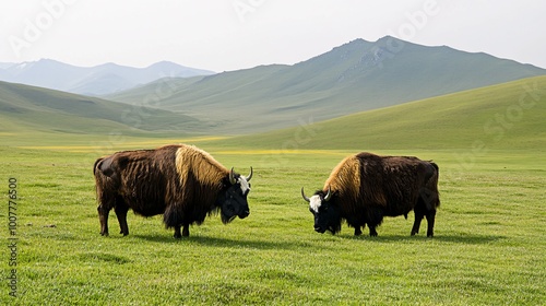 Two Yaks Grazing in a Mountain Meadow