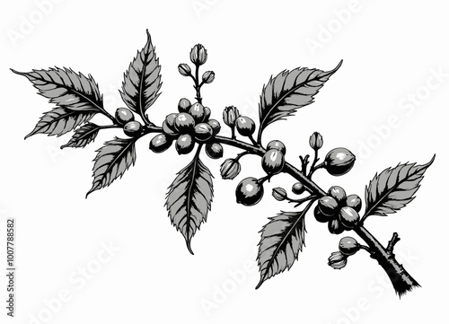 Coffee Plant Branch with Berries and Leaves