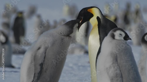 Feeding time for penguin chicks in Antarctica