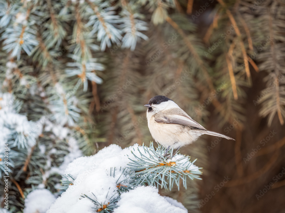 Cute bird the willow tit, song bird sitting on the fir branch with snow in winter Cute bird the willow tit, song bird sitting on the fir branch with snow in winter