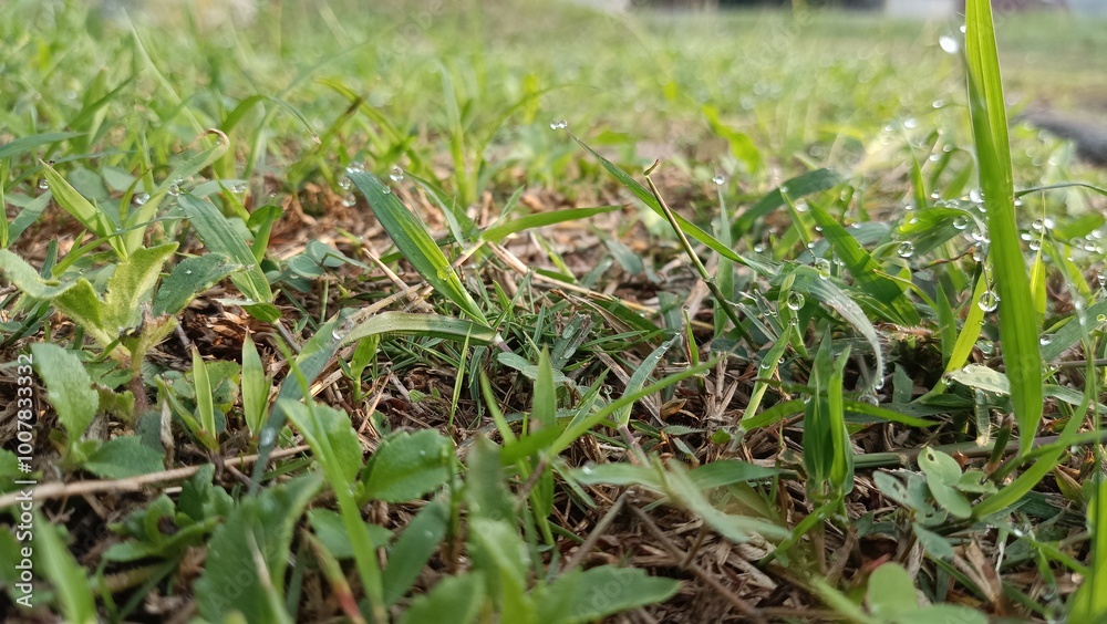 green grass on the garden green grass on the garden
