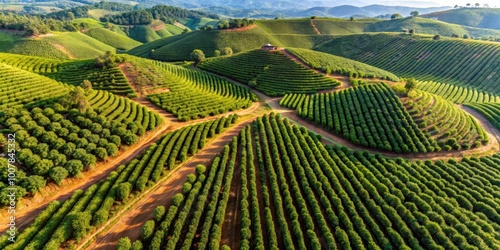 Aerial view of a coffee plantation in Minas Gerais, Brazil, coffee, plantation, aerial view, Minas Gerais, Brazil, farm, agriculture