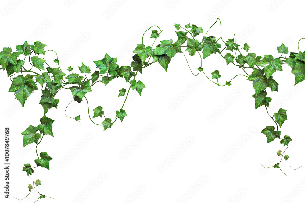 Transparent Ivy Vine Frame - Nature's Elegance Transparent Ivy Vine Frame - Nature's Elegance