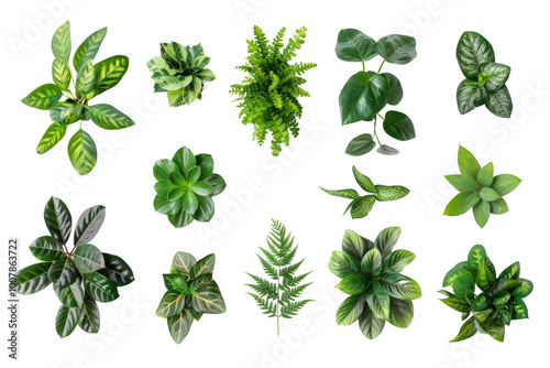 Transparent Green Leaf Collection - Isolated Images for Design Projects