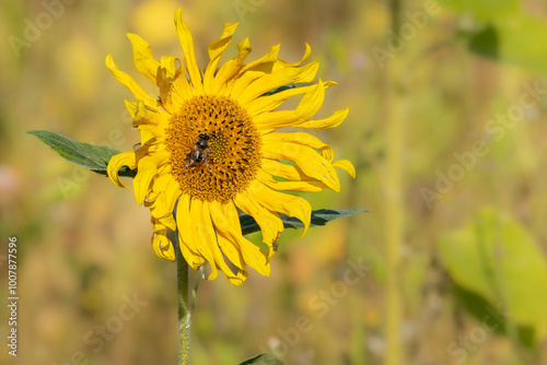 Close up of bright yellow sunflower Helianthus annuus with bee hover fly insect pollinator yellow green leaves and stems