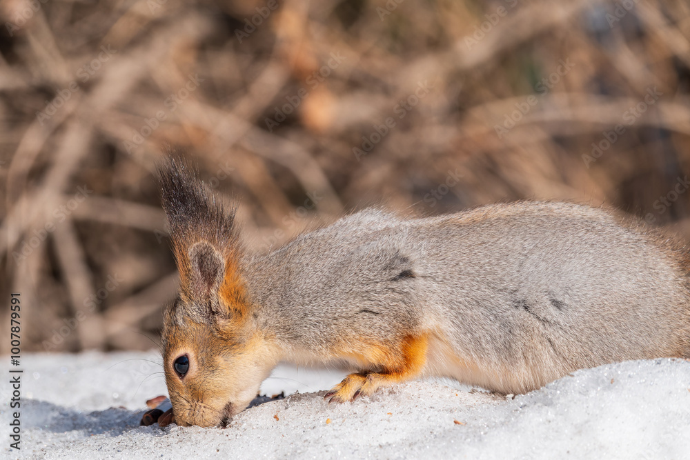 The squirrel in winter sits on white snow. The squirrel in winter sits on white snow.