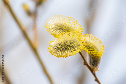 Nature awakes in spring. Blooming willow twigs and furry willow-catkins, so called seals or cats. Holly willow, Salix caprea