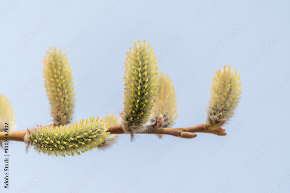 Nature awakes in spring. Blooming willow twigs and furry willow-catkins, so called seals or cats. Holly willow, Salix caprea Nature awakes in spring. Blooming willow twigs and furry willow-catkins, so called seals or cats. Holly willow, Salix caprea